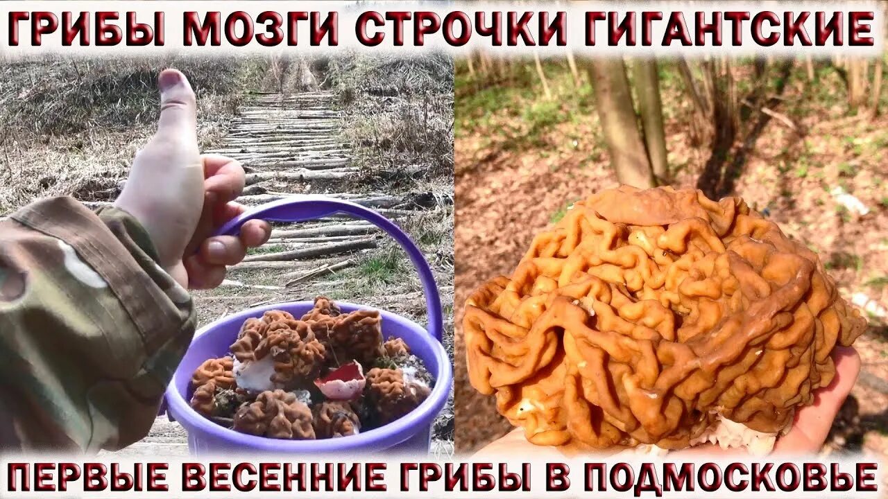 Как отличить строчок гигантский от строчка обыкновенного. Грибы мозги. строчок гигантский. гриб строчок гигантский. грибы как мозги съедобные.