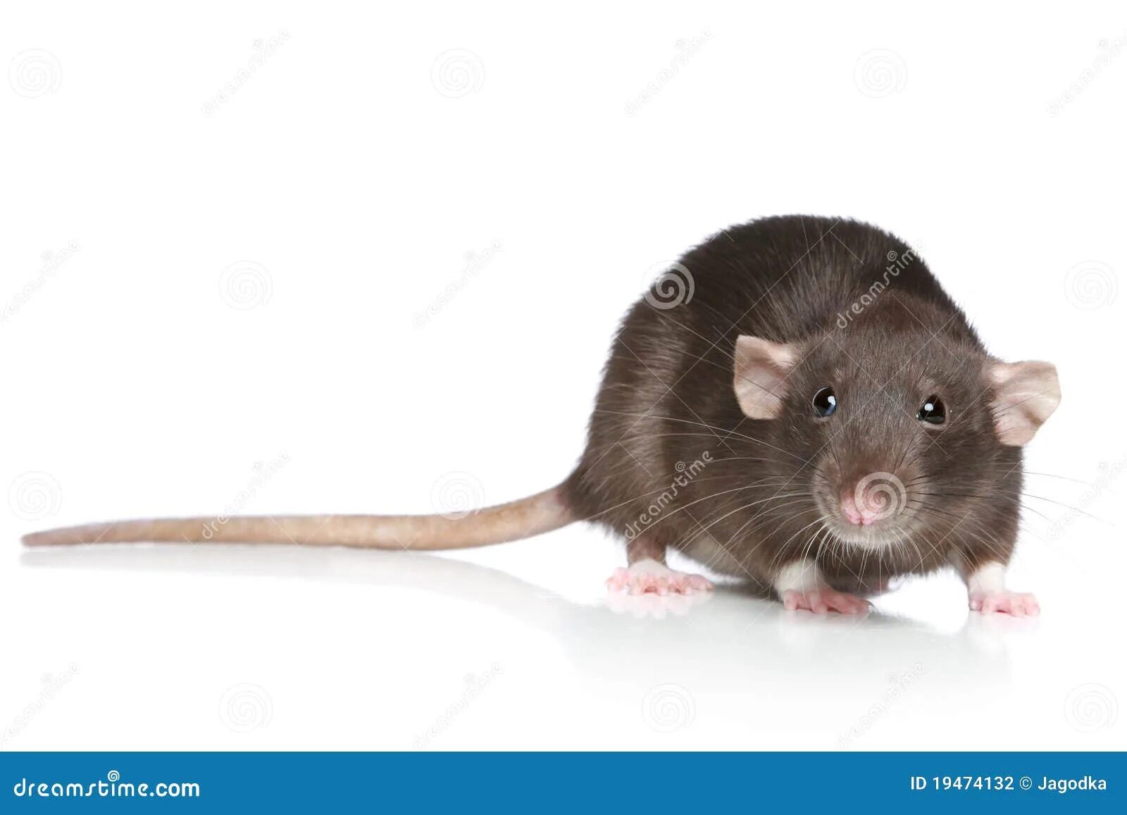 You are a rat