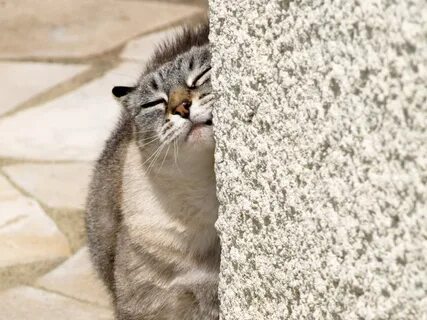 Кошка дерет обои