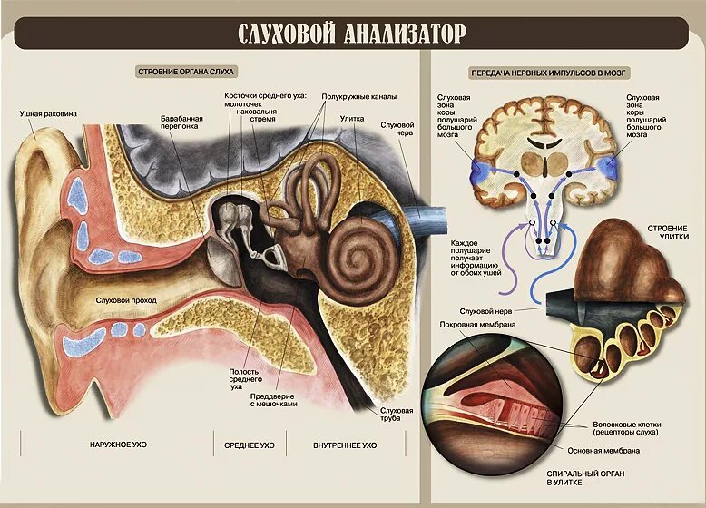 ушной анализатор. анализаторы строение уха. слуховой анализатор евстахиева труба. ушной анализатор. схема слухового анализатора анатомия.