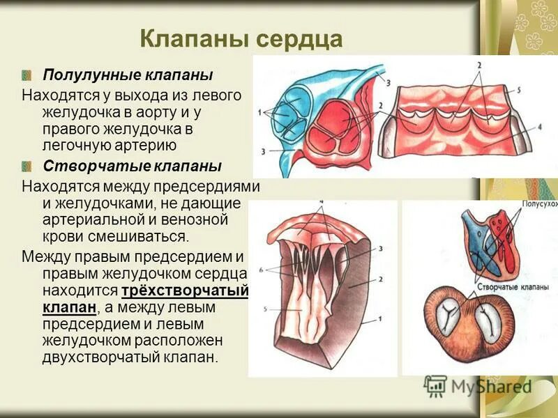 Какую функцию выполняют створчатые клапаны