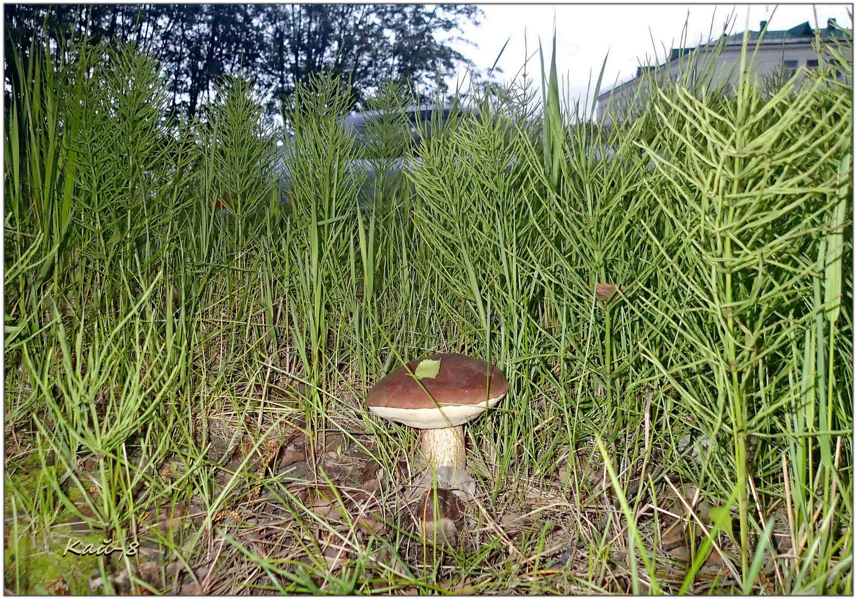 пришедший гриб