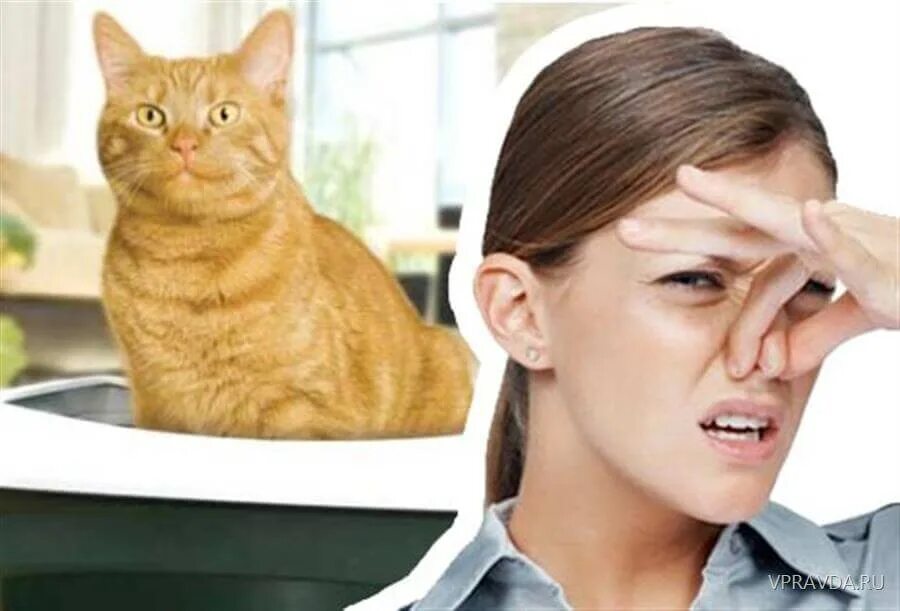 Кот сильно воняет. Запах кошачьей мочи. Вонючий кот. Вонь Кошачья. Запах домашних животных.