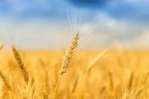 Пшеничное поле поле пшеницы