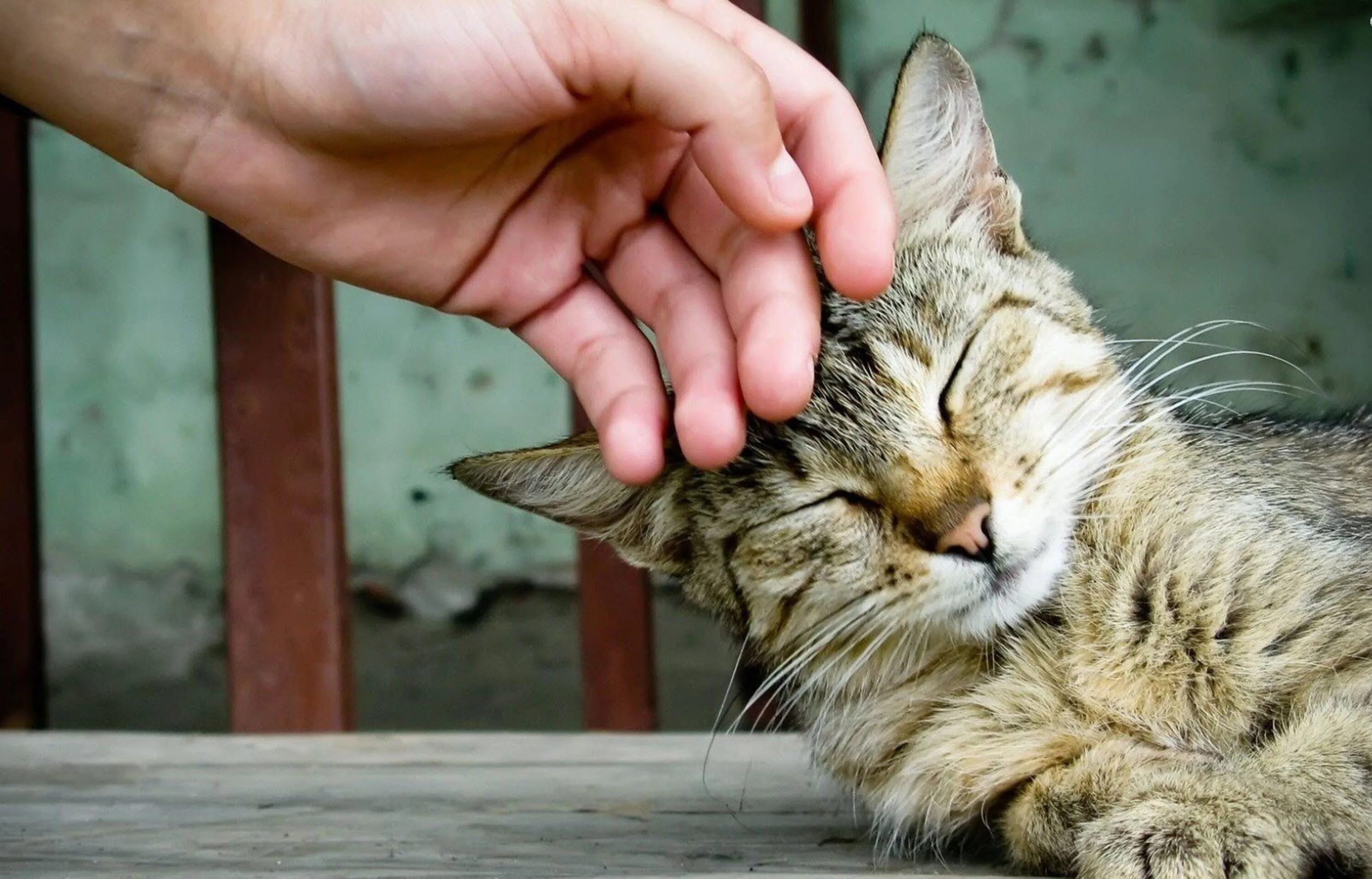 Почему кошка домашнее животное. Кошка домашняя. кошка ласкается. мурлыканье кошки. гладить кота.