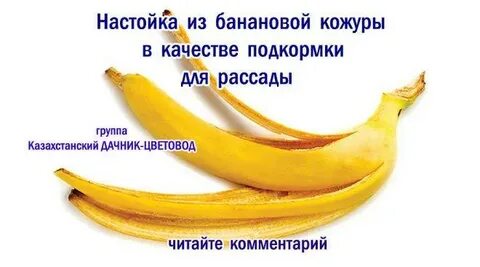 Удобрение из банановой кожуры для томатов