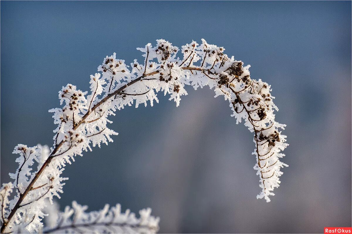Вологодское кружево сколок шаль. Иней на ветках деревьев. Снежные деревья. Кружева кружева кружева снег. Кружева кружева кружева снег.
