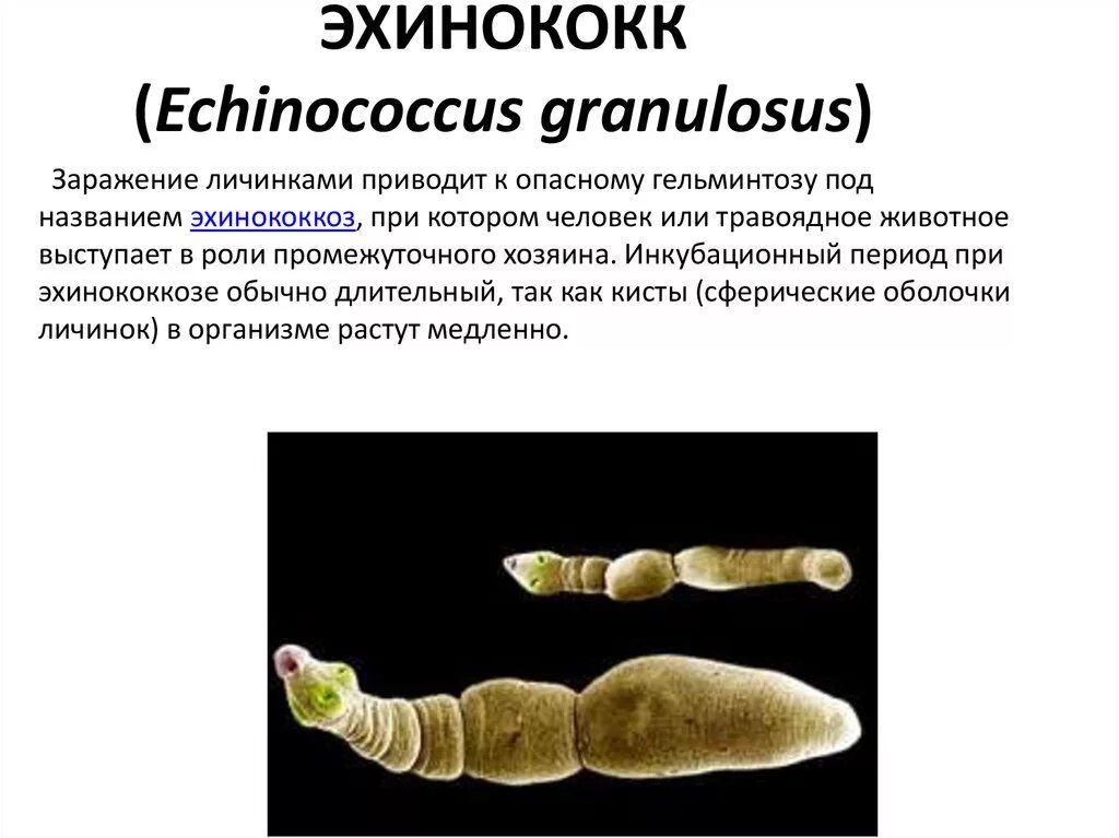 Ленточный червь эхинококк. Эхинококк Echinococcus granulosus жизненный цикл. Ленточные черви представители эхинококка. Эхинококк паразитирует в органах.