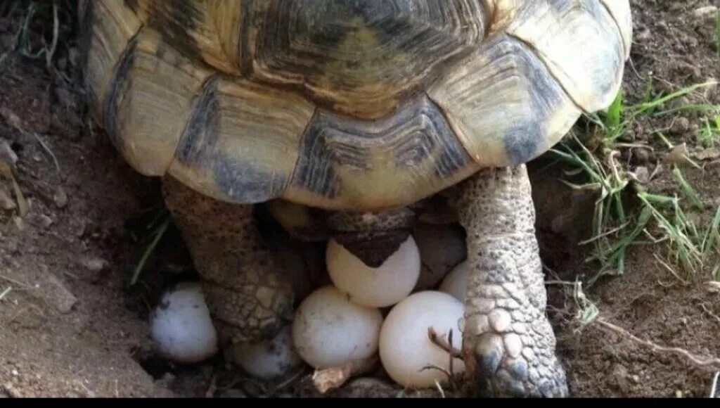 Яйца среднеазиатской черепахи. Сухопутная черепаха откладывает яйца. Самка черепахи откладывает яйца. Черепашьи яйца.
