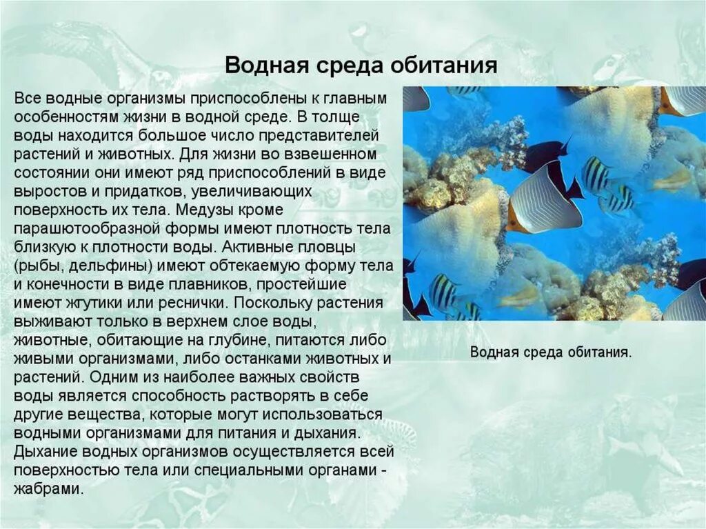 Особенности организмов в водной среде обитания. Водная среда доклад. Сообщение на тему водная среда жизни. Среды обитания доклад. Сообщение на тему среда обитания.