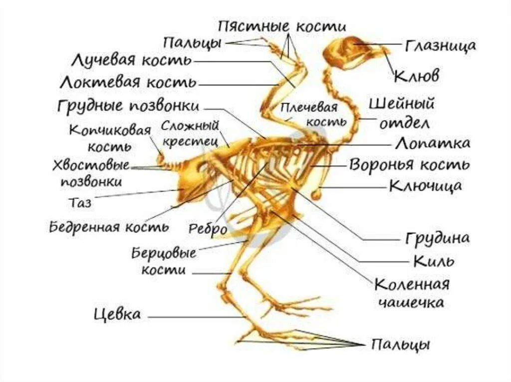 Цевка. Периферический скелет птиц. Скелет птицы киль цевка. Строение скелета птицы нанду. Кости курицы анатомия.