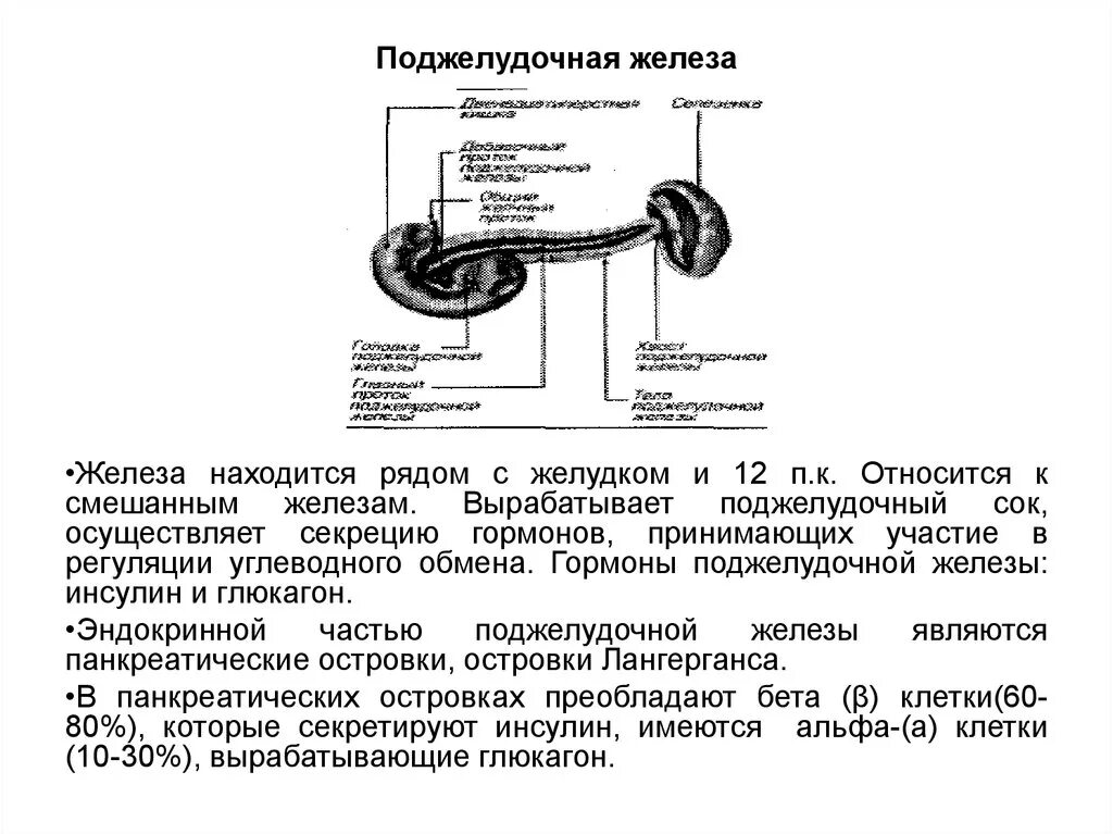 Соматотропин поджелудочной железы. Регуляция эндокринной функции поджелудочной железы. Гормоны поджелудочной железы и их роль в регуляции обмена веществ. Роль гормонов поджелудочной железы в регуляции углеводного обмена. Гормоны в регуляции. Функции поджелудочной железы.