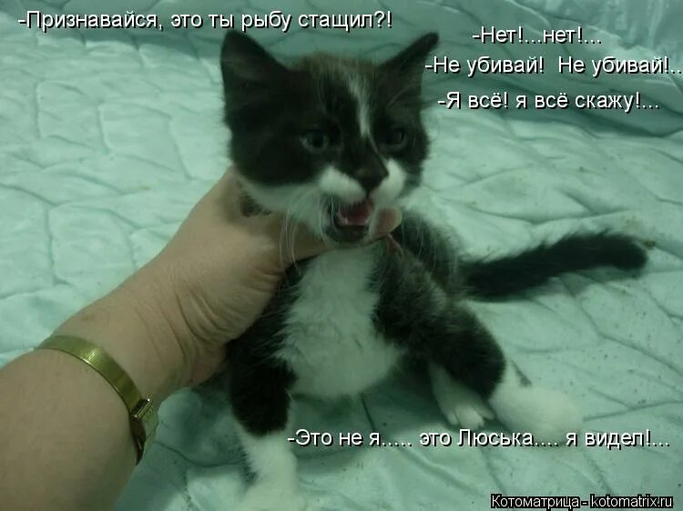 буквы в сказках. стихи для души. соловьи не пойте больше песен текст. веселые рисунки. лолкот.