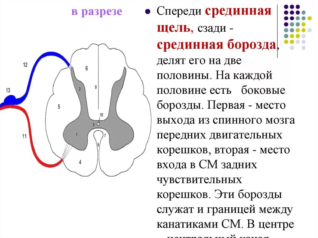 Передняя трещина. Передняя срединная щель спинного мозга анатомия. Передняя срединная борозда спинного мозга функции. Задняя борозда спинного мозга функции. Наружное строение спинного мозга поверхности борозды.