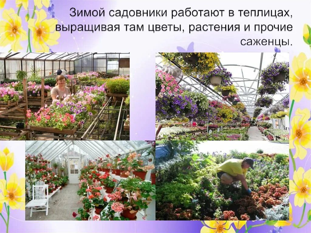 Урок растения города декоративное цветоводство. Профессия озеленитель ,цветовод. Теплицы для цветоводства. Цветоводство проект. Проект декоративное цветоводство.