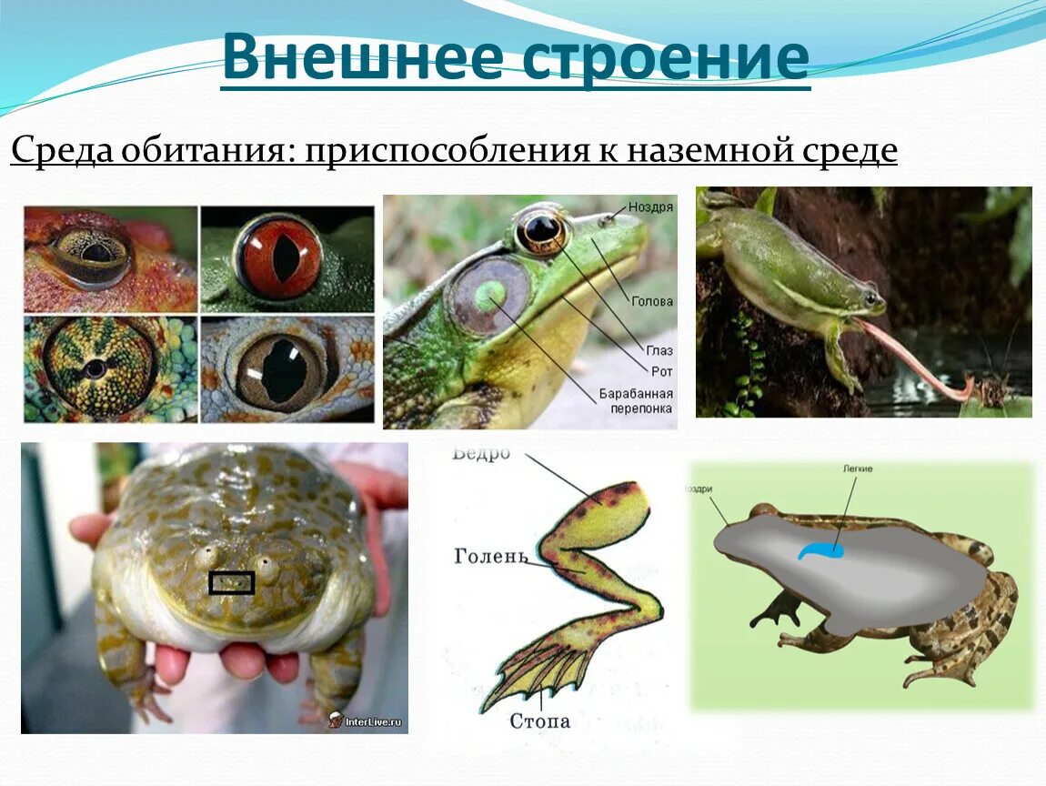 Земноводные среда обитания наземно воздушная. Земноводные среда обитания. Приспособления земноводных к среде обитания. Класс земноводные среда обитания. Среда обитания земноводных 7 класс.