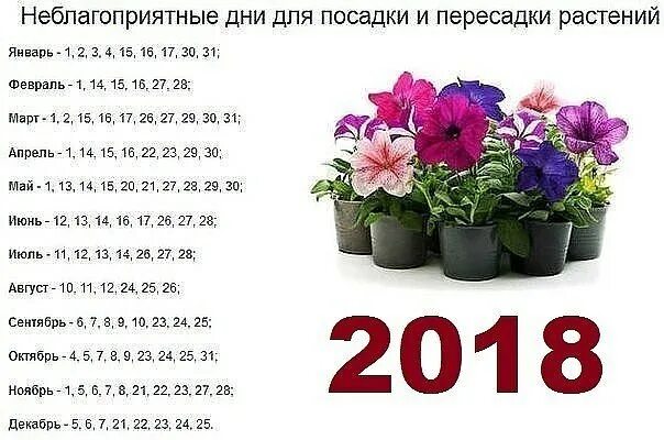 Пересадка растений в июле 2024 благоприятные дни. Благоприятные дни для пересадки комнатных растений 2022. Удачные дни для пересадки комнатных растений. Благоприятные дни для пересадки комнатных цветов. Календарь пересадки комнатных растений.