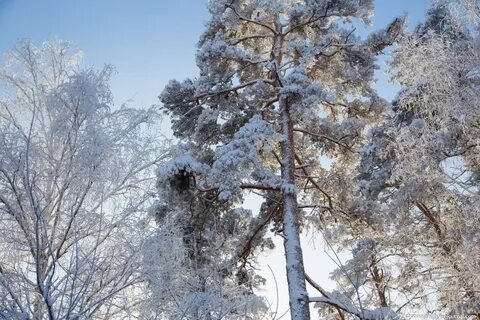 Зимние ветры гуляли