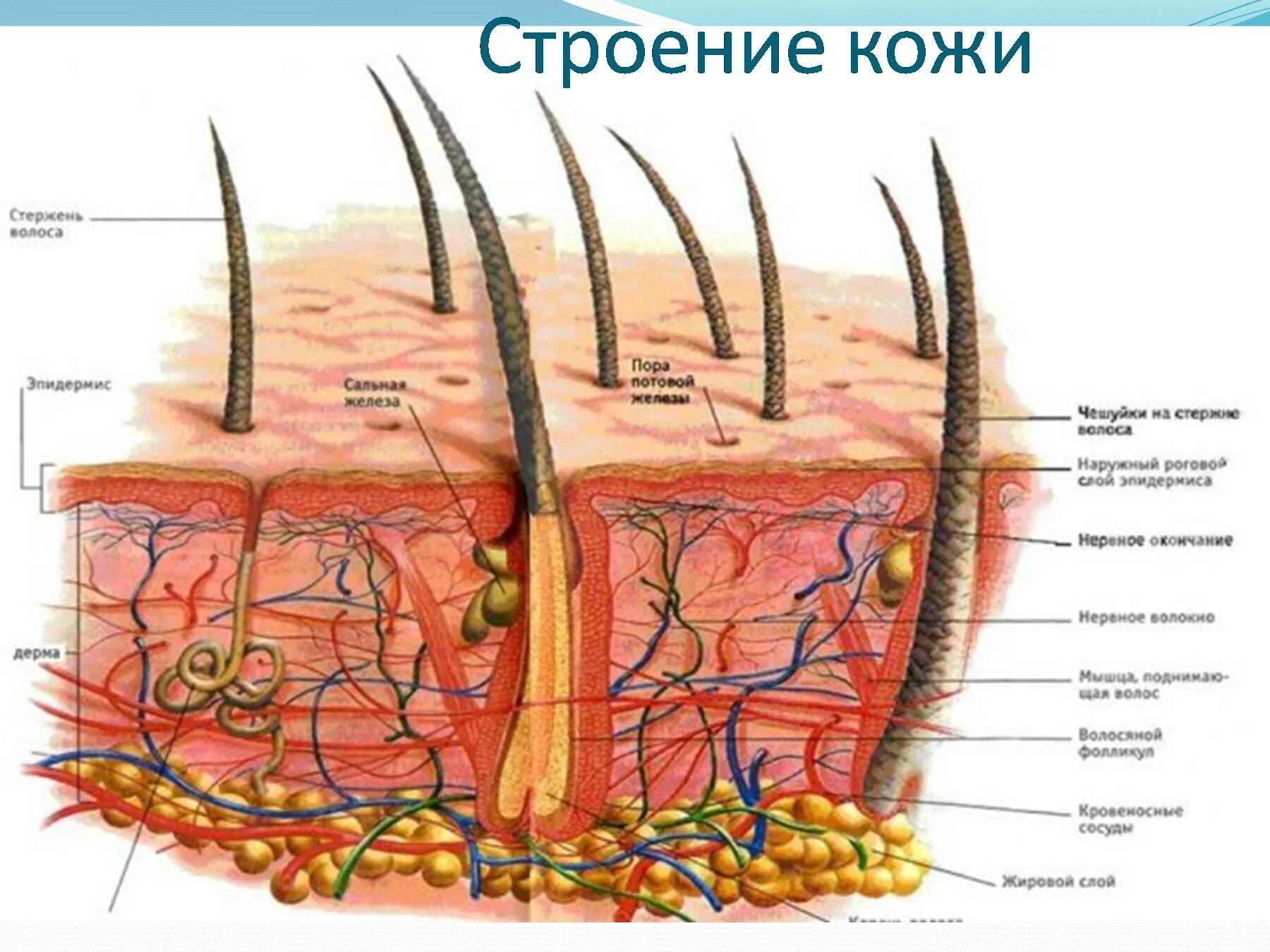 Кожа и ее строение тест. Строение кожи. Структура кожи. Строение кожи анатомия. Строение кожи рисунок.