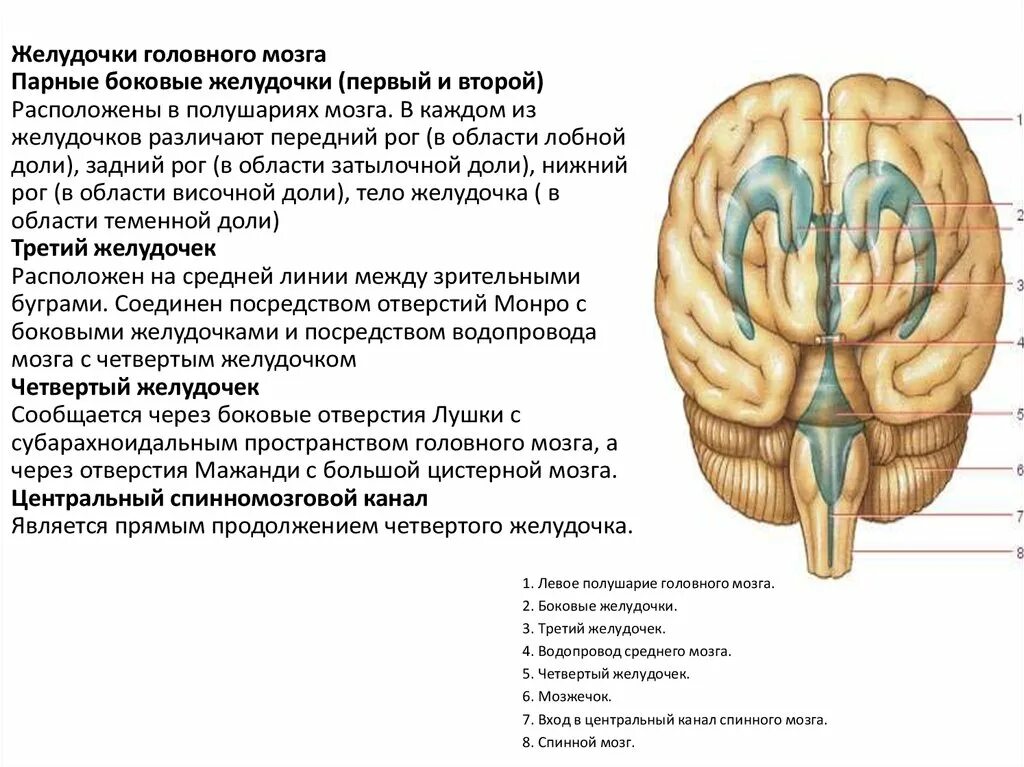 Четвёртый желудочек головного мозга анатомия. Ликвор в желудочках мозга. Отверстия Монро боковых желудочков. Отток ликвора в головном мозге. Правый желудочек головного