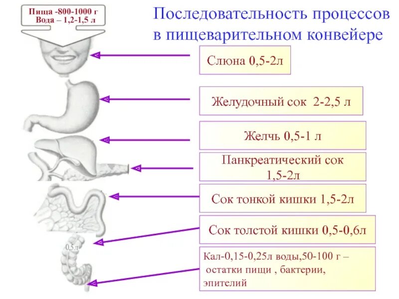 Какой сок в толстом кишечнике. Толстый кишечник пищеварительный сок. Пищеварительный сок в толстом кишечнике. Последовательные процессы пищеварения. Последовательность процессов пищеварительного конвейера.