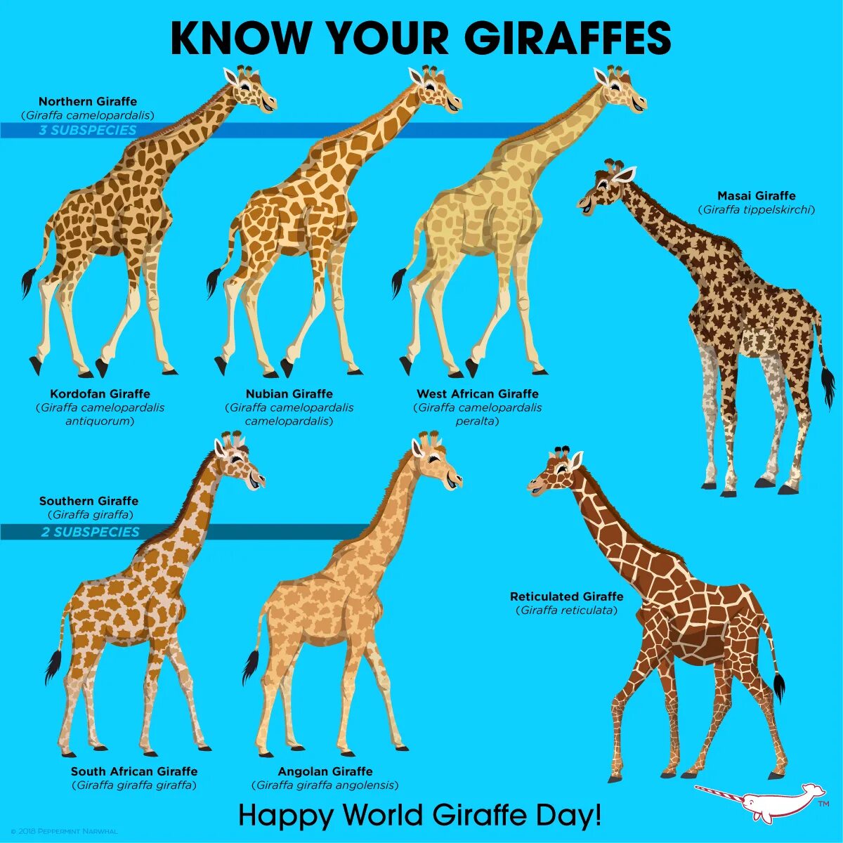 Жираф. Породы Жирафов. Название Жирафы. Внешний вид жирафа.