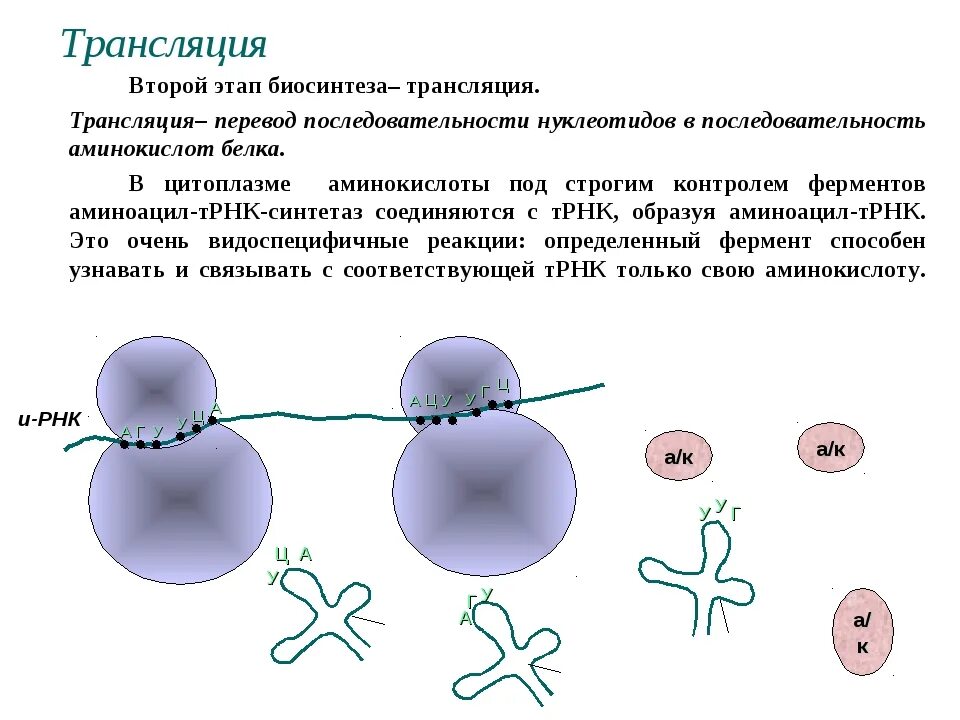 Процессы трансляции биосинтеза белка. Трансляция процесс синтеза белка. Этап трансляции в процессе биосинтеза белка. Трансляция Биосинтез белка на рибосоме. Синтез белка простейших