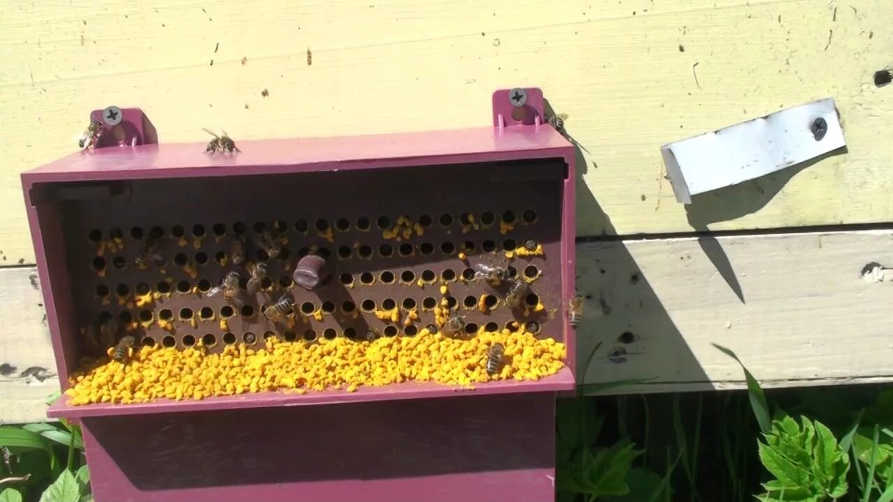 Самодельный пыльцесборник. Пыльцеуловитель для пчел. Пасека Марченко пыльцесборник. Собирают пыльцу пыльцеуловитель. Улавливает пыльцу