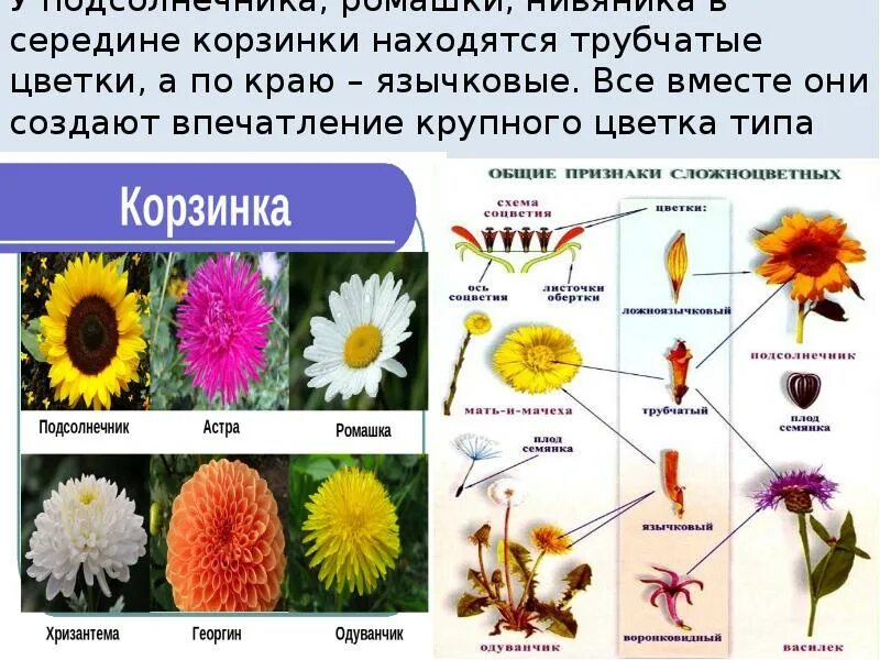 Трубчатый тип цветка. Трубчатые цветки. Трубчатые и язычковые. Трубчатые растения примеры. Язычковые цветки.