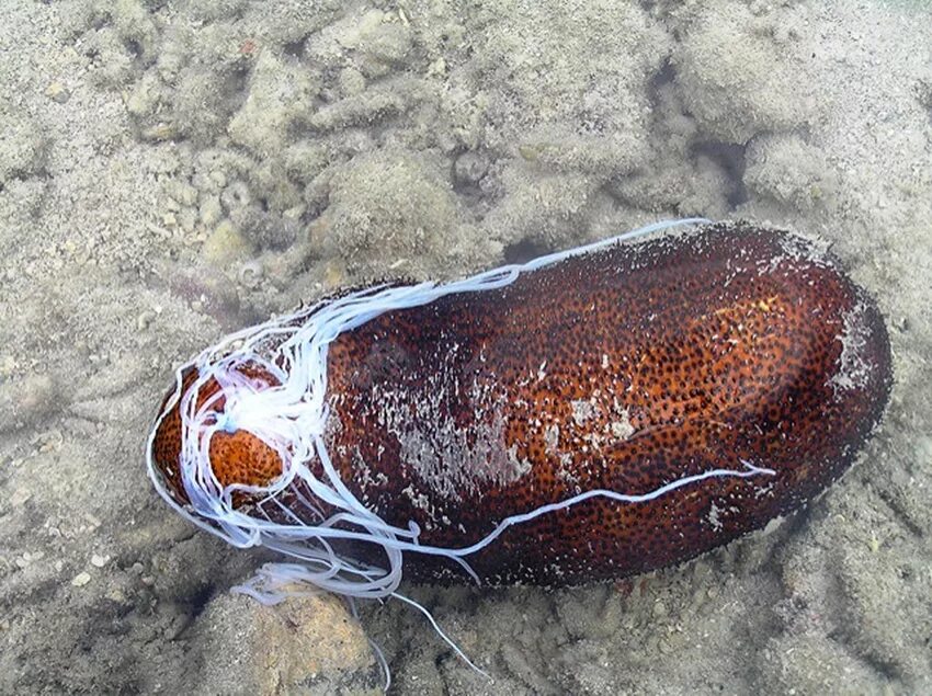 баклан ныряет. что похоже на воду. интересные факты о воде. что похоже на воду. что похоже на воду.