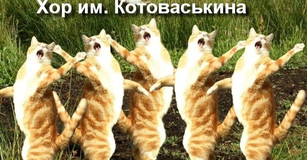 Куда куда в другой дом. Поющие коты. Кошачий концерт. Кот поет. Коты поют в Хоре.