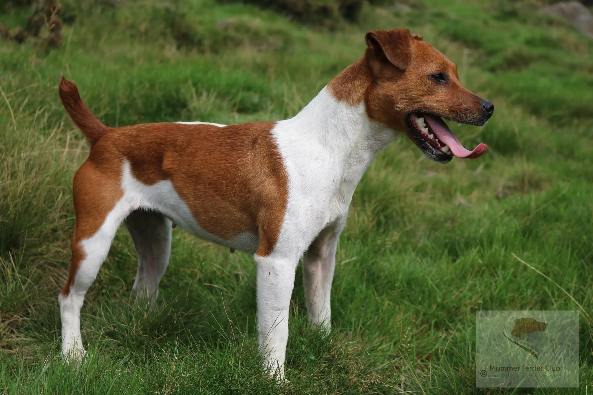 Парсон-рассел-терьер щенки. Фокстерьер жесткошерстный щенок. Той терьер. Порода скай терьер. Скайтерьер.