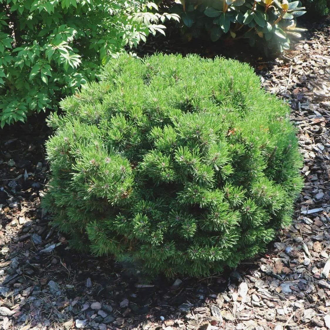 Pinus mugo uncinata Heideperle. Сосна Горная uncinata унцината. Сосна Горная Heideperle. Pinus uncinata 'Heideperle'. Купить хвойные недорого