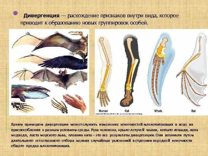 Конечности пчелы и кузнечика ласты дельфина. Примеры дивергенции в биологии. Дивергентная Эволюция примеры. Дивергенция в эволюции примеры. Типы конечностей млекопитающих.