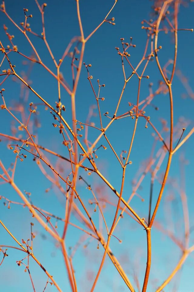 длинная ветка. ветки. тонкая веточка. ветка дерева. тонкие ветви.