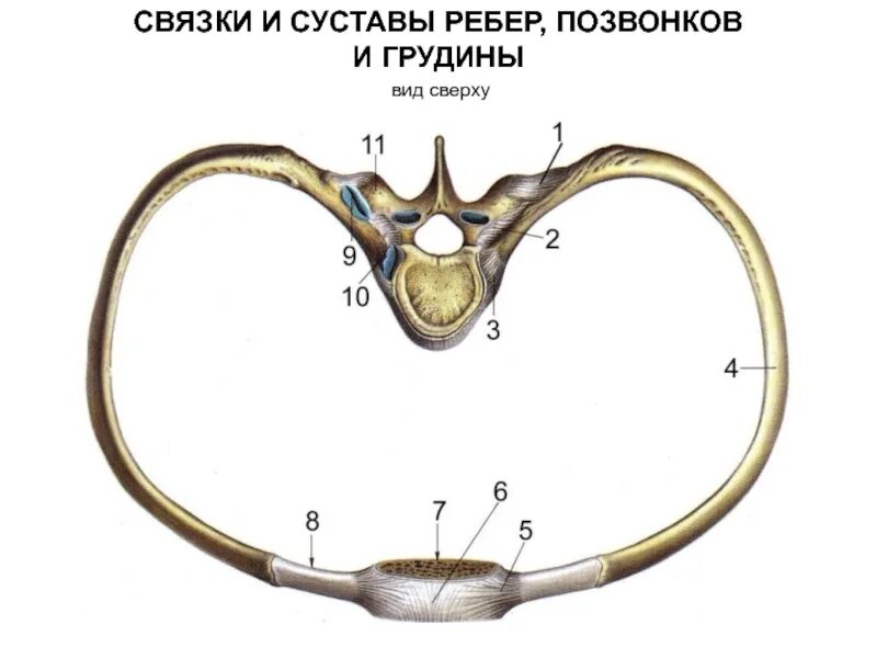 Сустав головки ребра и реберно поперечный сустав. Соединение ребер с позвонками и грудиной. Реберно позвоночные суставы анатомия. Грудино реберный сустав.