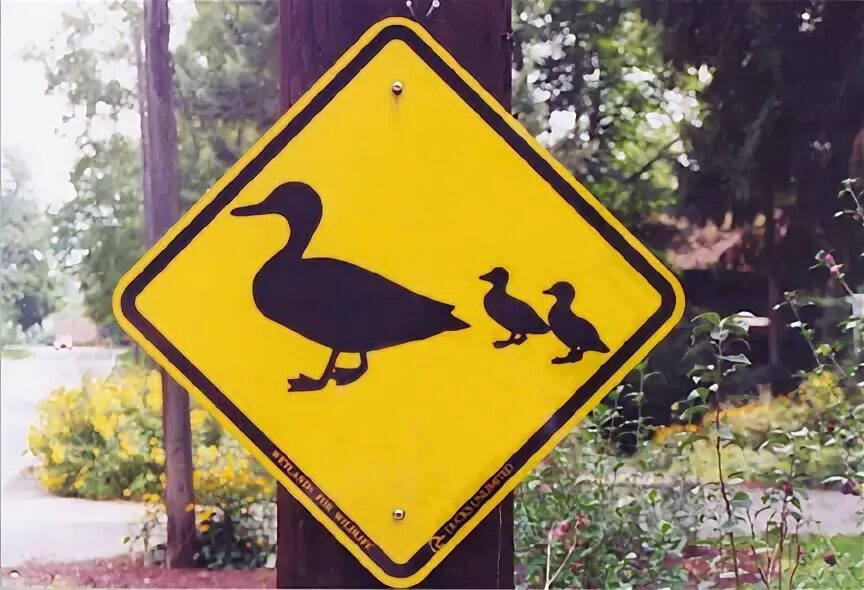 Знак с утками. Дорожный знак с утками. Знак осторожно утки. Знак осторожно птицы на дороге. Знак утка с утятами.