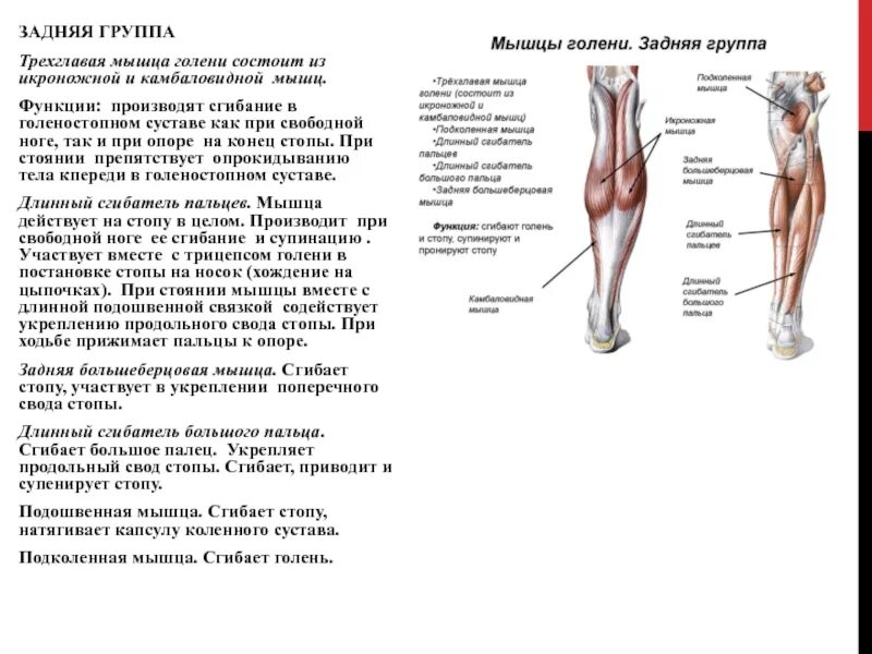 Мышцы ноги при ходьбе. Задняя группа мышц голени функции. трехглавая мышца голени крепление. мышцы сгибающие и разгибающие ногу в коленном суставе. функция камбаловидной мышцы.