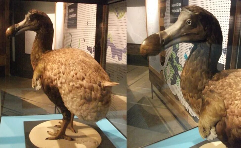 Дронты (лат. Raphidae) (англ. Dodo) Нелетающие птицы, Чучела, Домашнее животное
