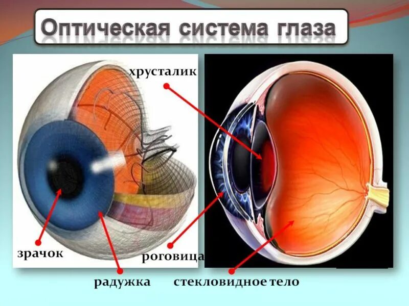 Оптическая система глаза строение глаза физика. Хрусталик это схема оптическая система глаза. Оптические структуры глаза хрусталик стекловидное тело и. Глаз как оптическая система. Какое образование относят к оптической системе глаза