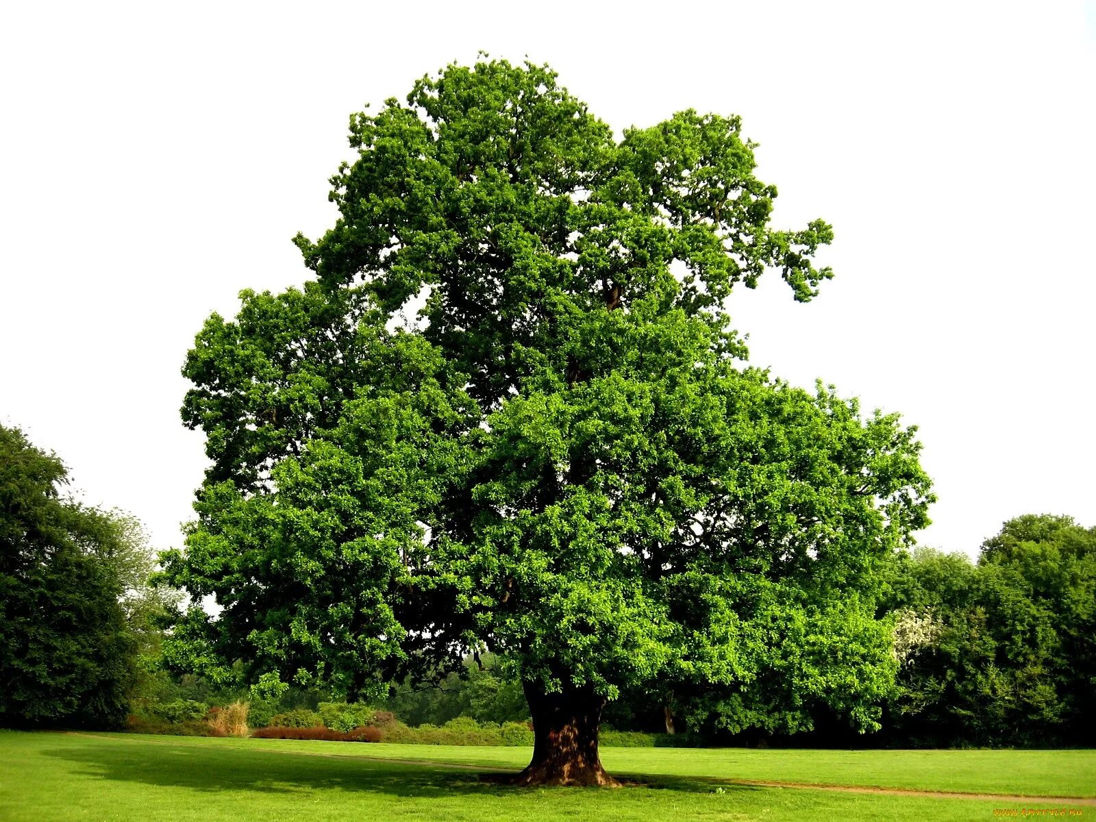 Мс дуб. Дуб черешчатый (Quercus Robur). Дуб черешчатый «pectinata». Дуб черешчатый пектината. Дуб черешчатый крона.