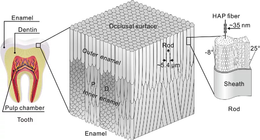 Что содержится в эмали. Структура зубной эмали. structure of enamel.