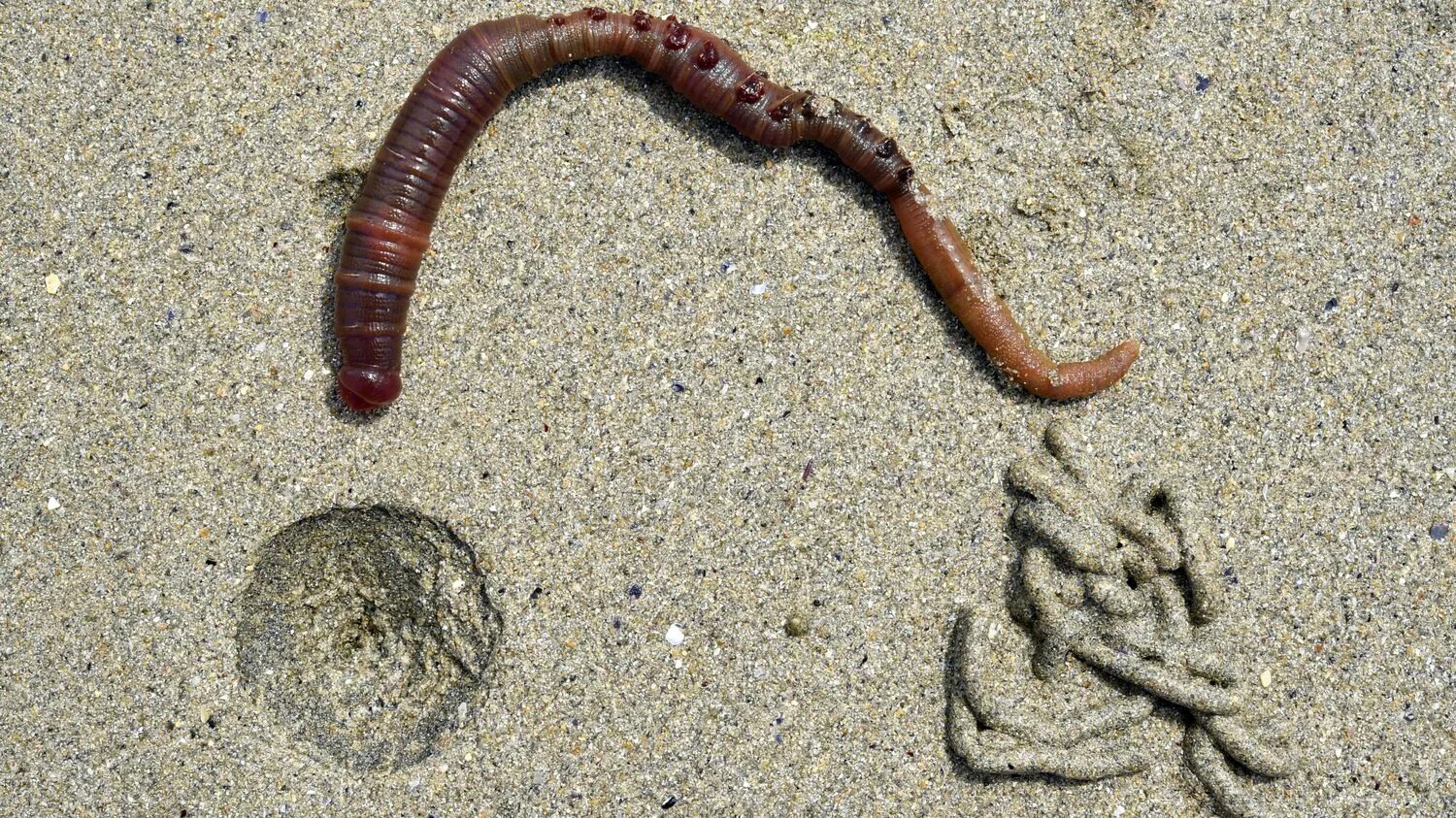 Черви в песке. Кольчатый червь пескожил. Пескожил кольчатые черви. Многощетинковые черви пескожил.