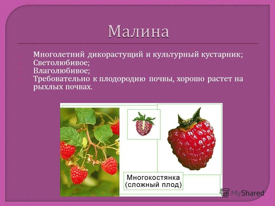 малина семейство розоцветные. биология малина. лечебные свойства малины кратко. сообщение про малину. внешнее строение малины.