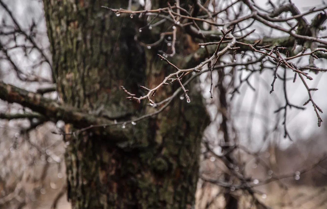 Rain tree