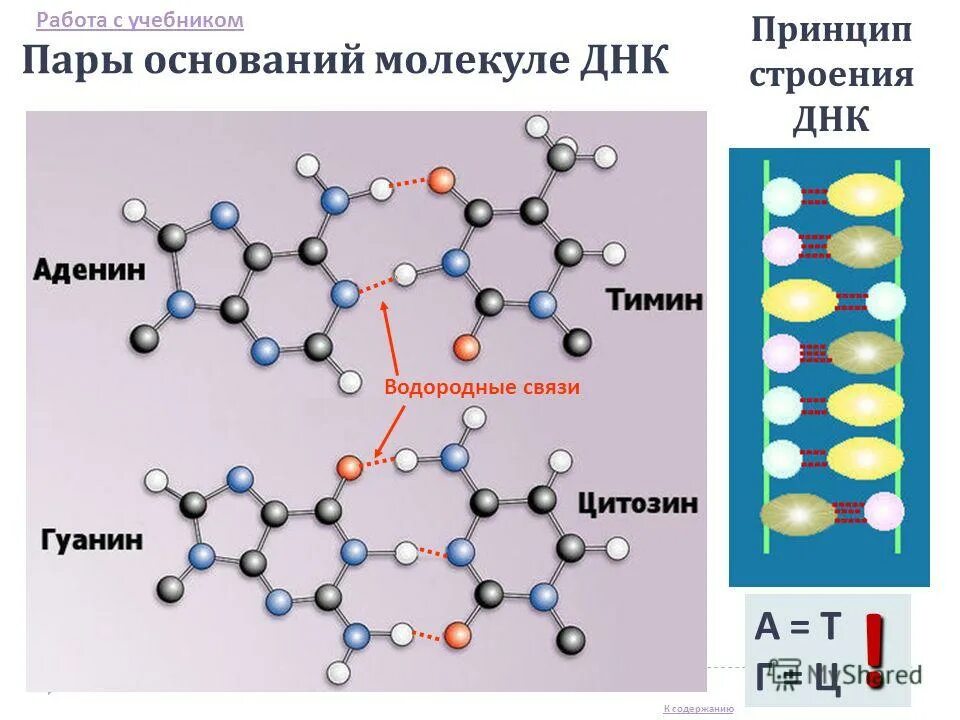 химия валентность и степень окисления. понятие молекула в химии. водородные связи в молекуле днк. молекула это в химии. молекула это в химии.
