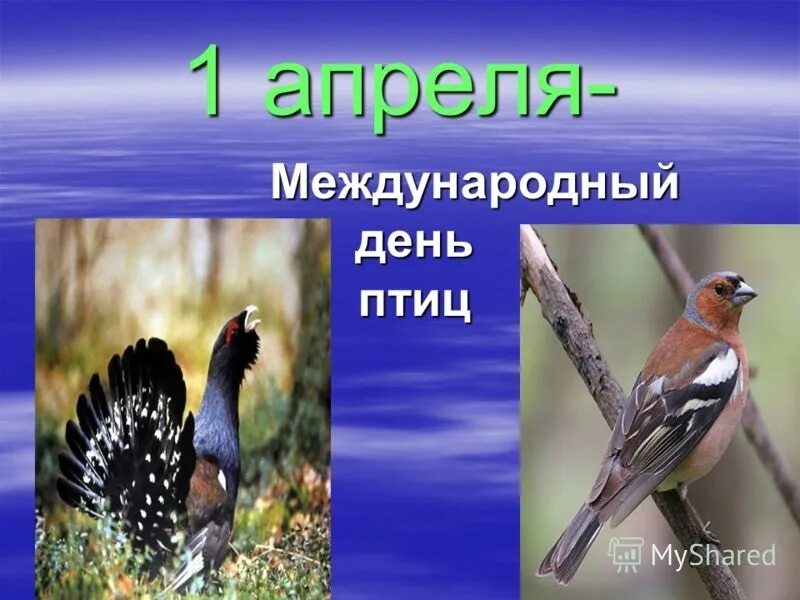 Международный день птиц. 1 Апреля Международный день птиц. Апрель день птиц. День птиц картинки.