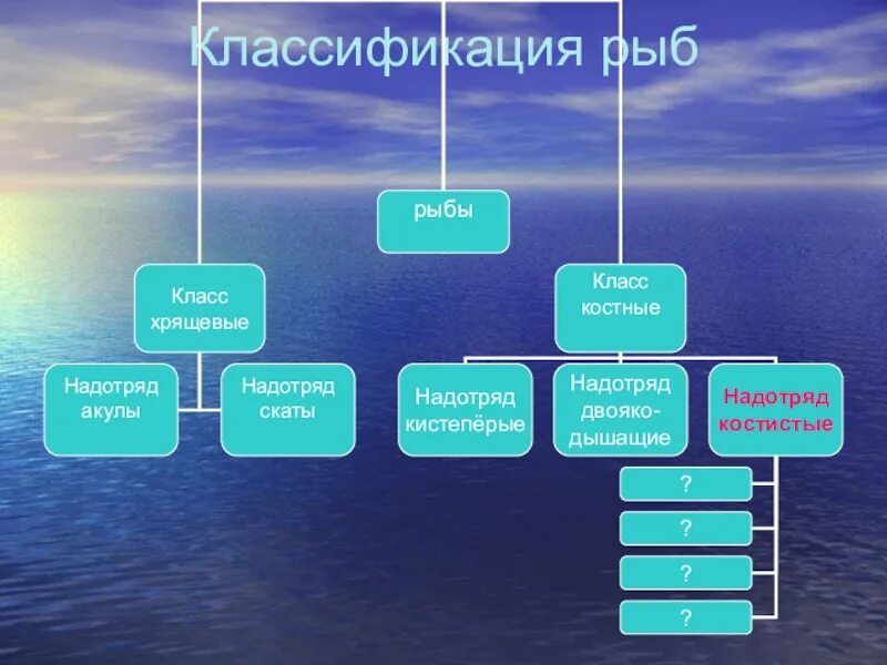 Промысловые рыбы 7 класс. Классификация рыб. Классификация промысловых рыб. Классификация и систематика рыб. Систематика промысловых рыб.