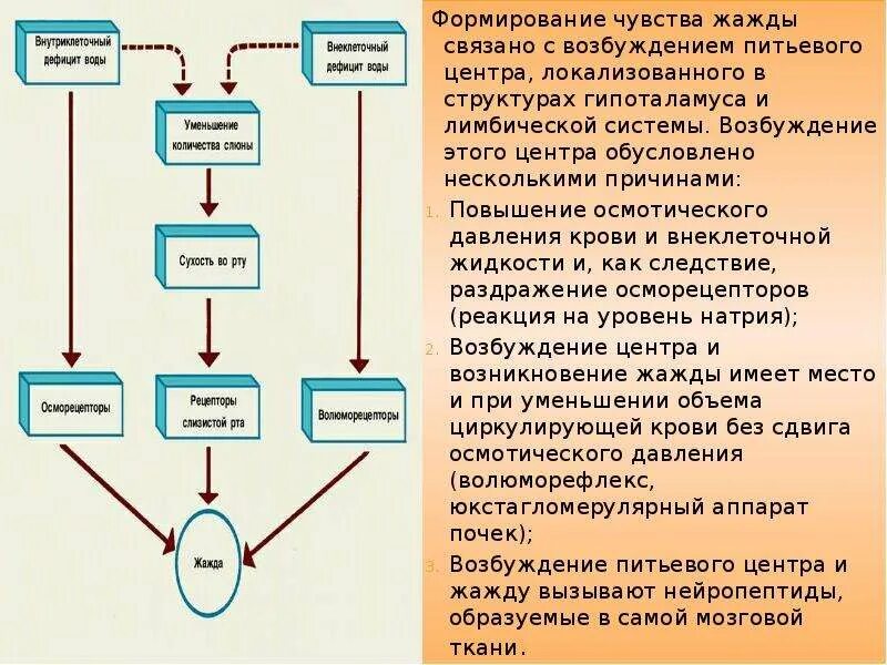 Функции жажды. Механизм формирования жажды физиология. механизмы регуляции питьевого поведения. схема возникновения жажды. механизмы формирования жажды схема.