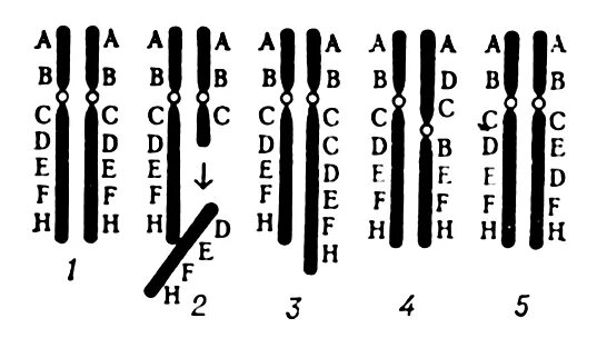 Хромосомные мутации делеции дупликации инверсии транслокации. Хромосомные аберрации дупликация. Хромосомные перестройки аберрации. Схема хромосомных перестроек. Удвоение генов в хромосоме